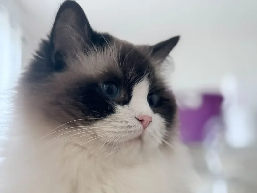 Ancymony Iliana, Ragdoll seal bicolore, mère de Bijou