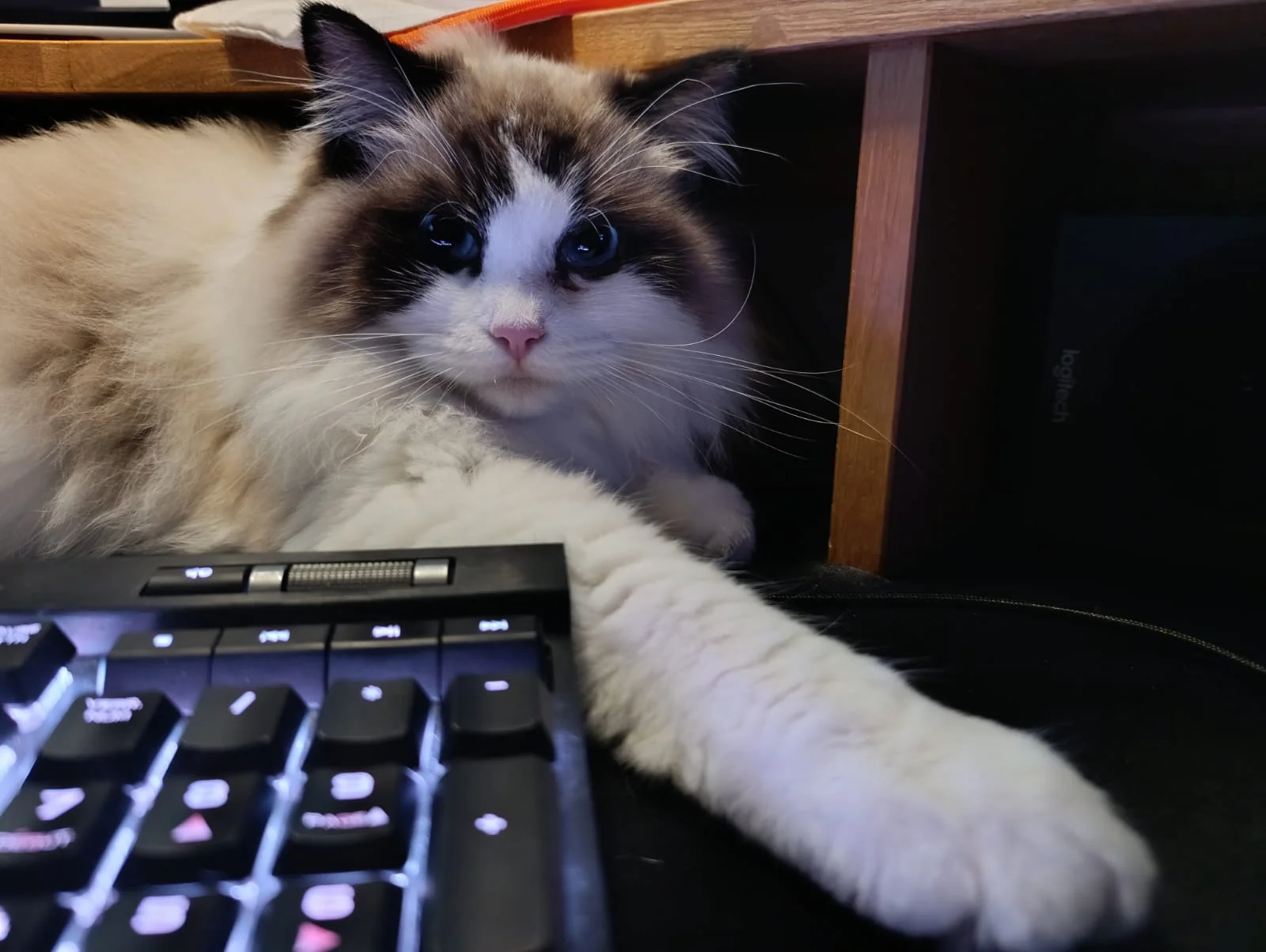 Aranel, Ragdoll seal bicolore allongée sur le bureau, la patte posée sur le clavier