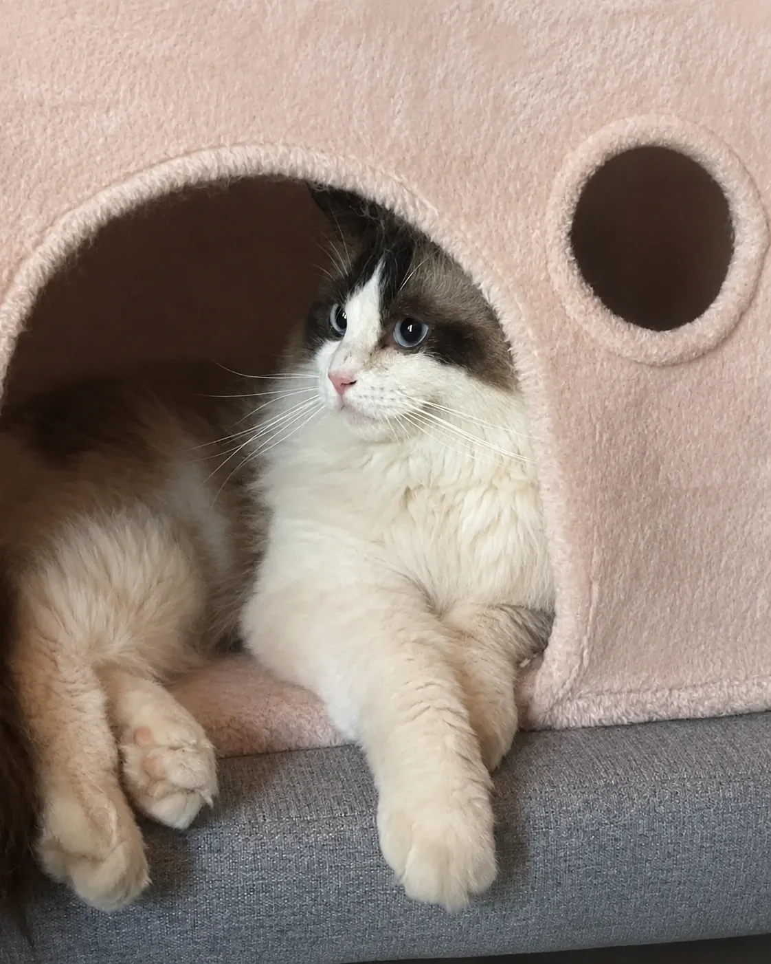 Aranel Star Montdesir, femelle Ragdoll seal bicolore, mascotte de la chatterie