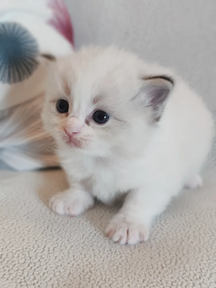 Brontë bébé, les oreilles déjà soulignées de tabby et le museau rose