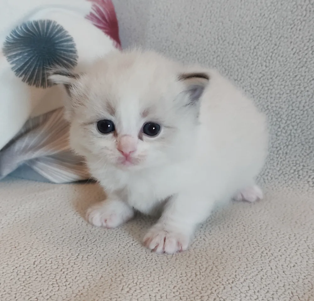 Brontë chatonne nouveau-née, premières petites pattes blanches