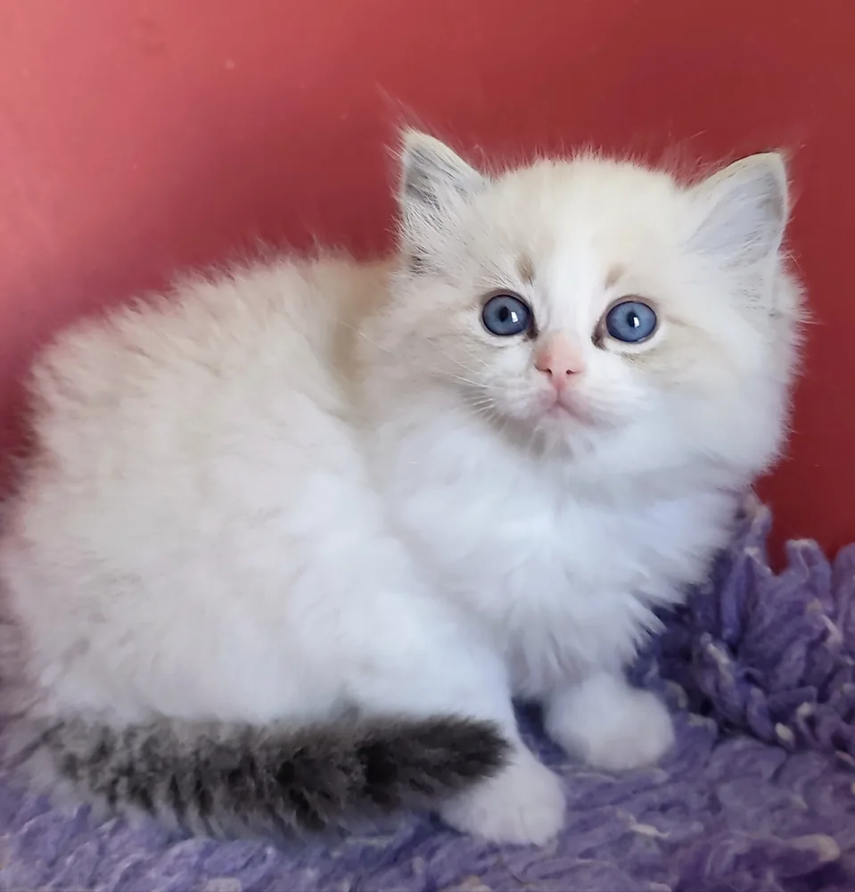 Brontë chatonne, queue tabby annelée et regard d’un bleu limpide