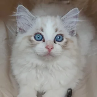 Brontë à dix semaines, masque tabby dessiné et yeux bleus
