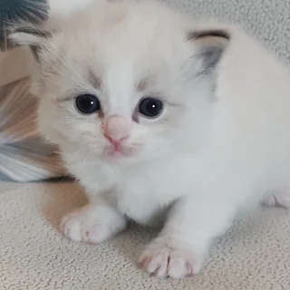 Brontë, chatonne Ragdoll seal tabby point bicolore, à 24 jours : yeux bleus grands ouverts, oreilles qui se dressent