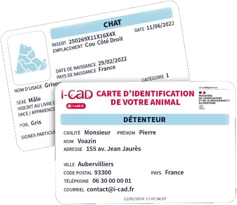 Exemple de carte d’identification I-CAD d’un chat, recto et verso