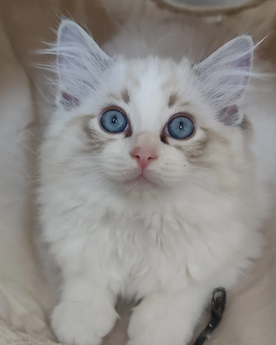 Echo de Narcisse Bront&euml;, chatonne Ragdoll seal tabby point bicolore de face, grands yeux bleus