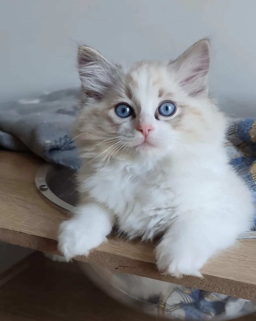 Echo de Narcisse Bront&euml;, future reproductrice Ragdoll seal tabby point bicolore aux yeux bleus
