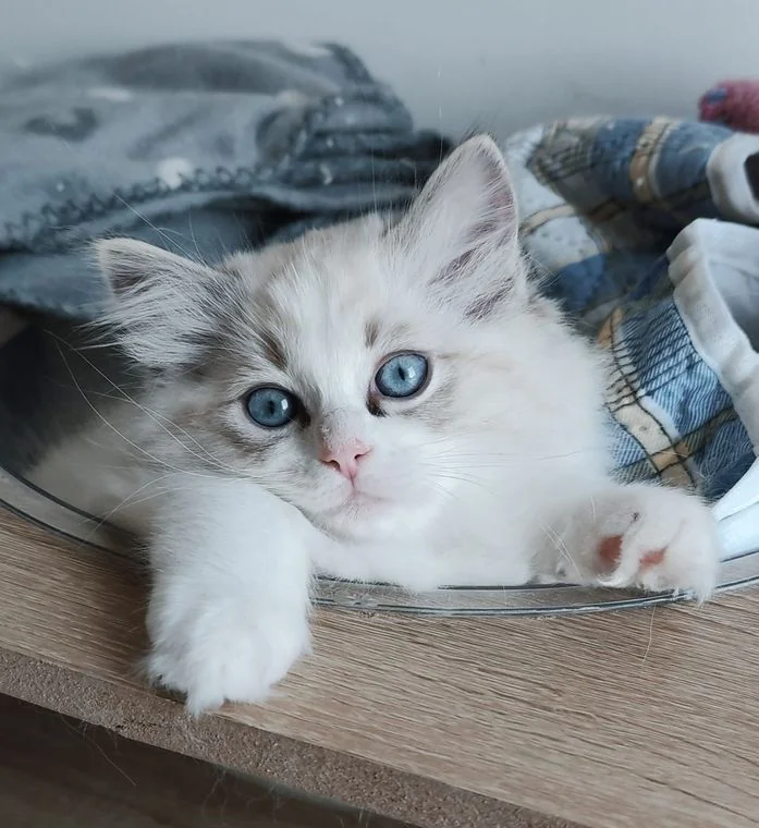 Echo de Narcisse Brontë, jeune femelle Ragdoll seal tabby point bicolore