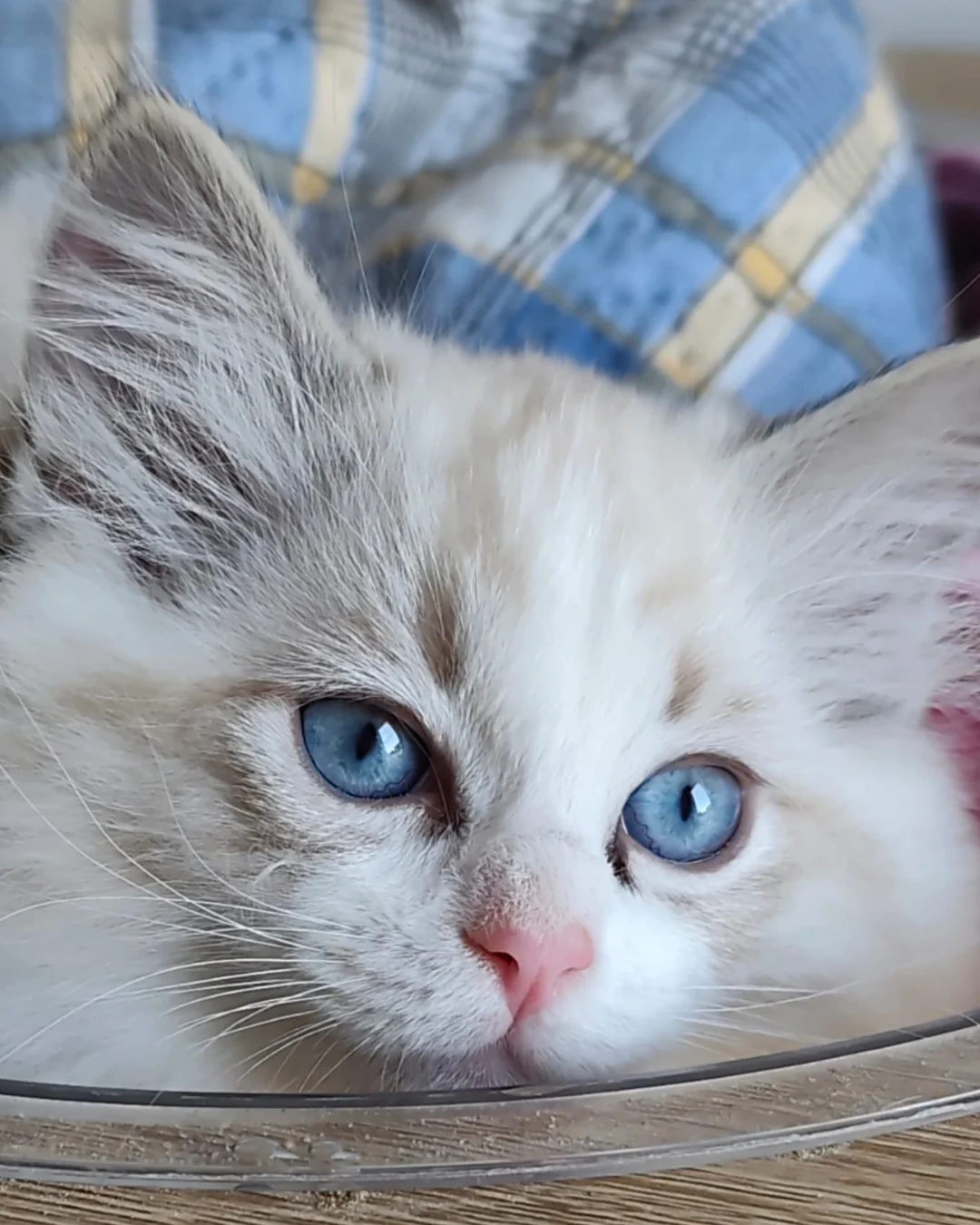 Echo de Narcisse Brontë, chatonne Ragdoll seal tabby point bicolore aux grands yeux bleus, blottie dans sa corbeille