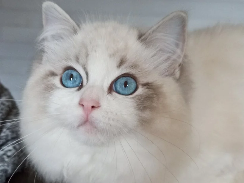 Echo de Narcisse Zeend S, Ragdoll blue tabby bicolore, mère d’Echo de Narcisse Brontë