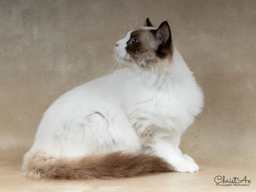 S. CH. Koci Eden Trevor *PL, Ragdoll seal bicolore, père d’Aranel