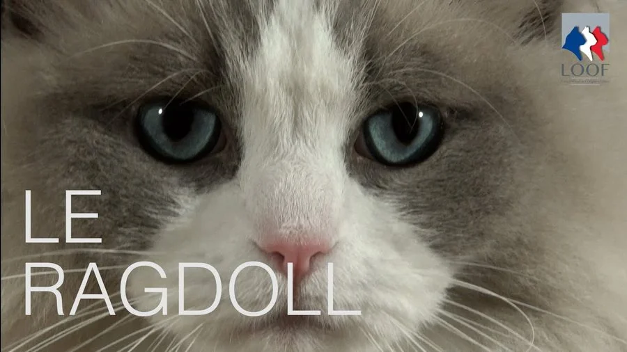 Le Ragdoll — présentation du LOOF