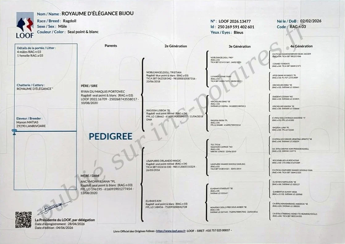 Pedigree LOOF de Royaume d’Élégance Bijou, n° 2026.13477, quatre générations
