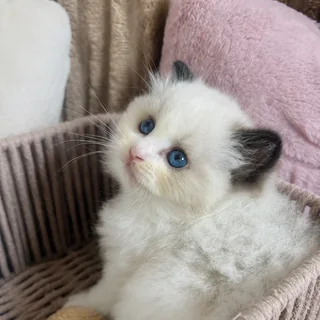 Royaume d’&Eacute;l&eacute;gance Bijou, chaton Ragdoll seal bicolore de sept semaines, blotti dans son panier