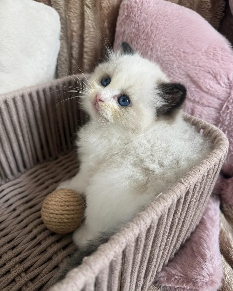 Royaume d’Élégance Bijou chaton dans son panier, le regard levé