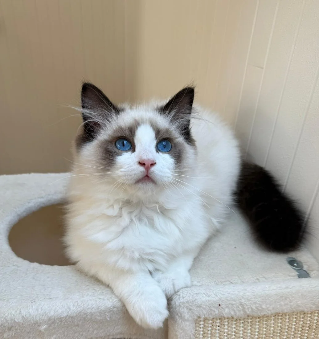 Royaume d’Élégance Bijou, jeune mâle Ragdoll seal bicolore aux yeux bleus