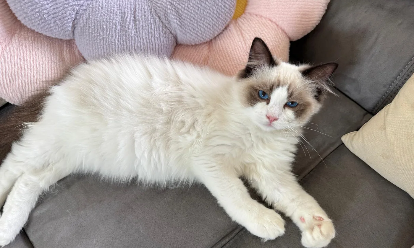 Royaume d’Élégance Bijou, jeune Ragdoll seal bicolore allongé de tout son long sur le canapé