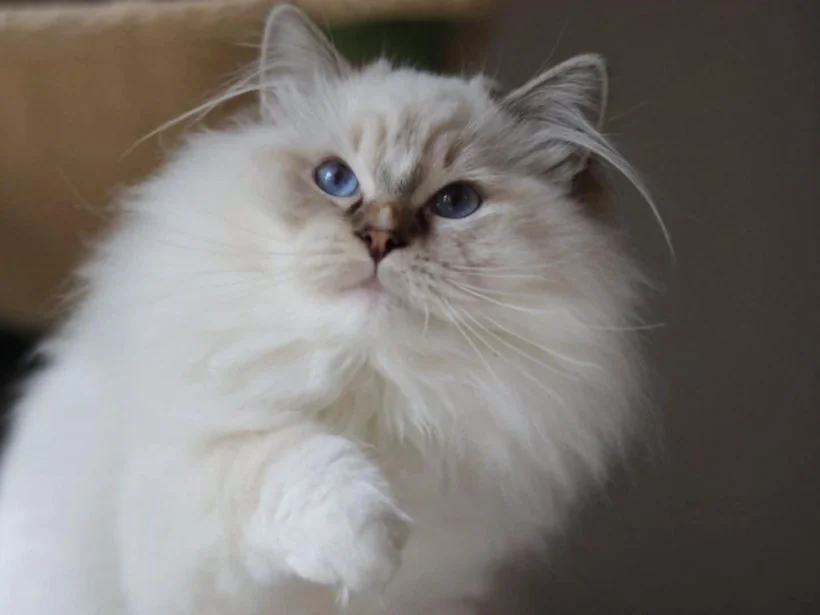 Zooko de Golden Victoria, Ragdoll chocolat tabby point mitted, père d’Echo de Narcisse Brontë